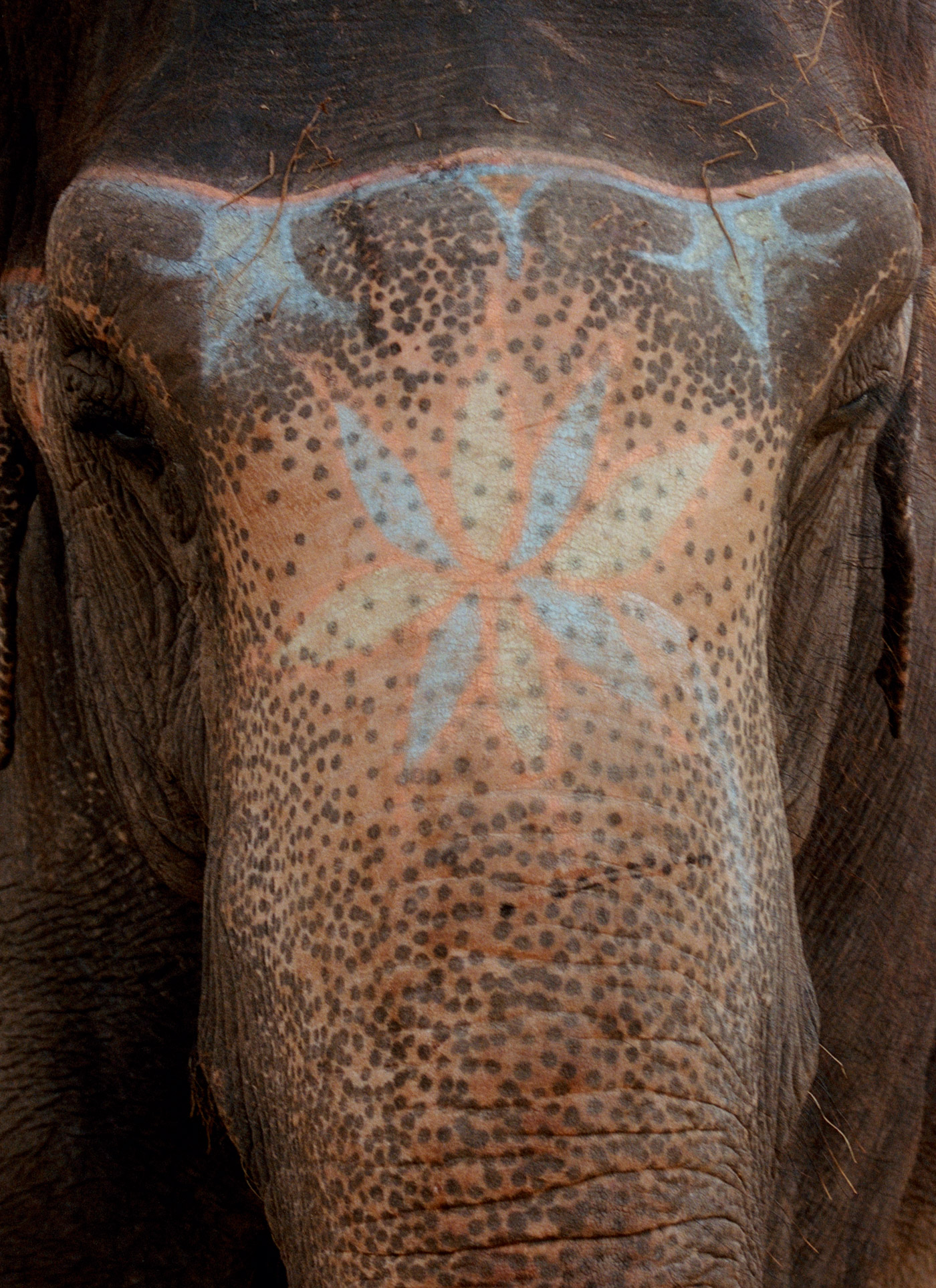 Buddhawasbornhere (34) Rgb