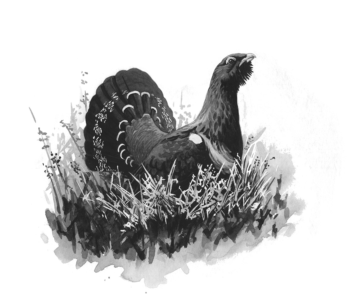 008 Capercaille Rvaughan No Bg