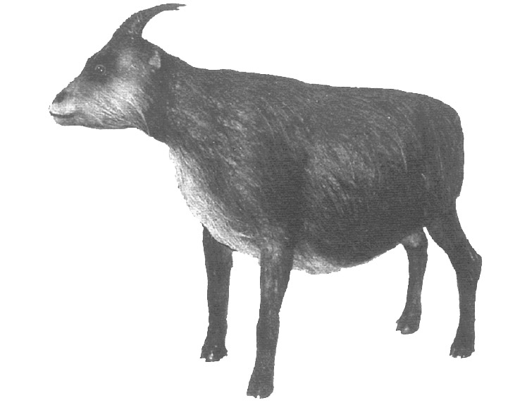 Reconstruction Of Myotragus Balearicus